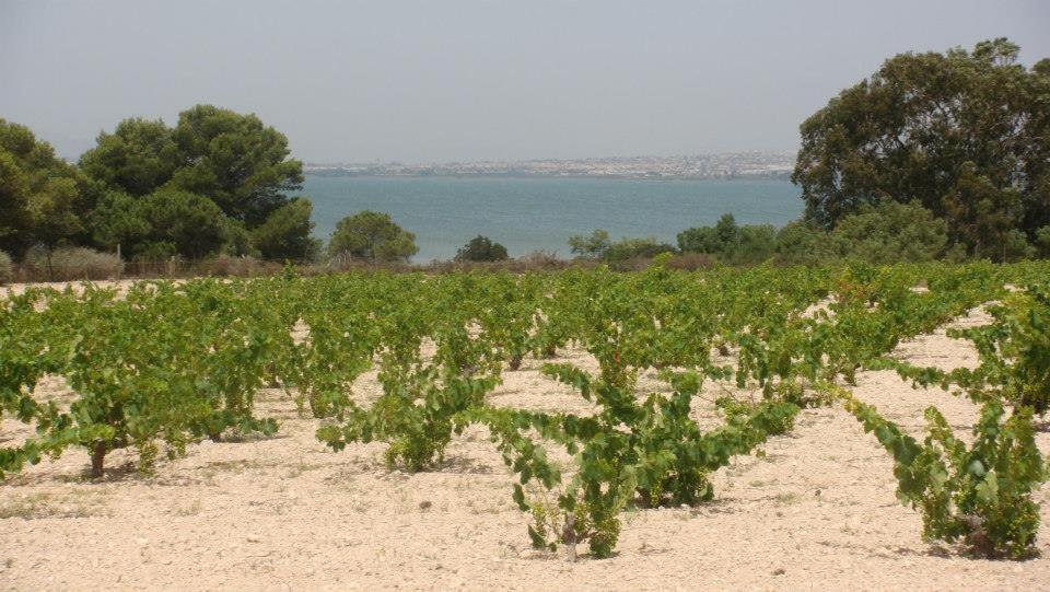 Lovely Apartment Near The Beach In Sunny La Mata Torrevieja Buitenkant foto